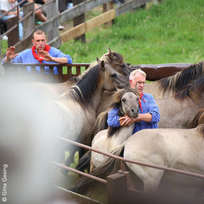 Dülmener Wildpferdefang 2025