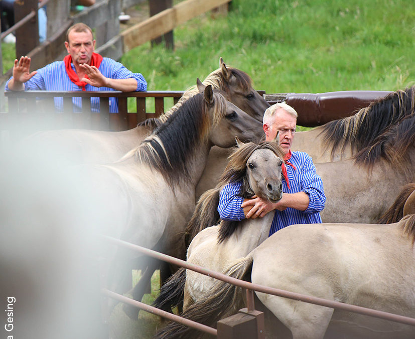 Dülmener Wildpferdefang 2025