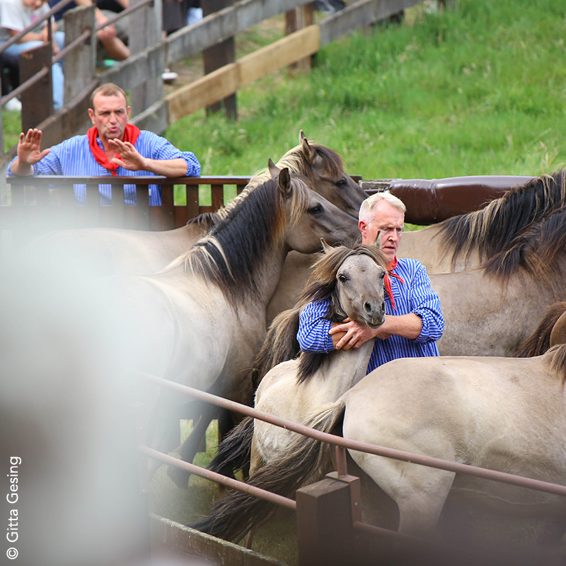 Dülmener Wildpferde in einem Paddock. Ein Fänger hält einen Jährlingshengst mit beiden Armen fest. Ein anderer Fänger gibt Hinweise von außen.